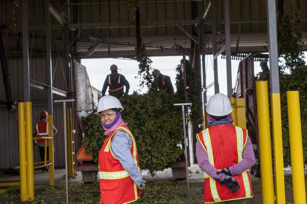 Quality control technicians in safety gear overseeing the intake of freshly harvested hops at a processing hub.