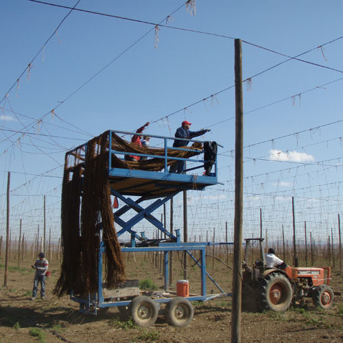 Hops Planting