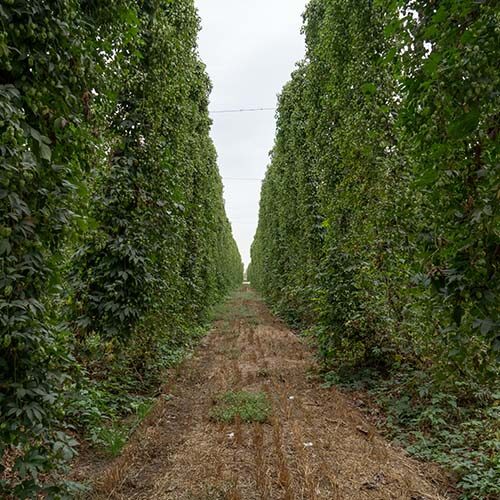 Hops Growing