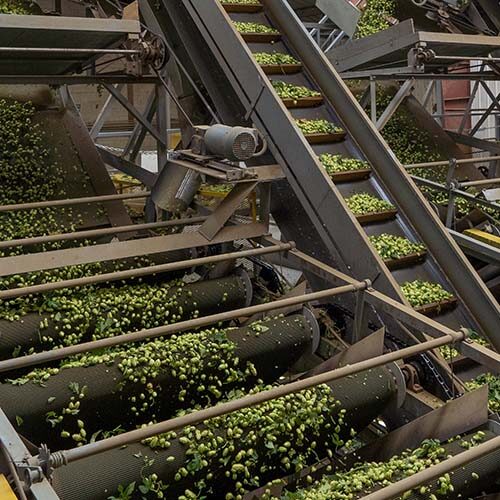 Hops processing