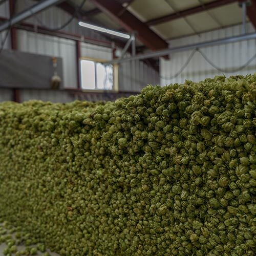 Hops drying