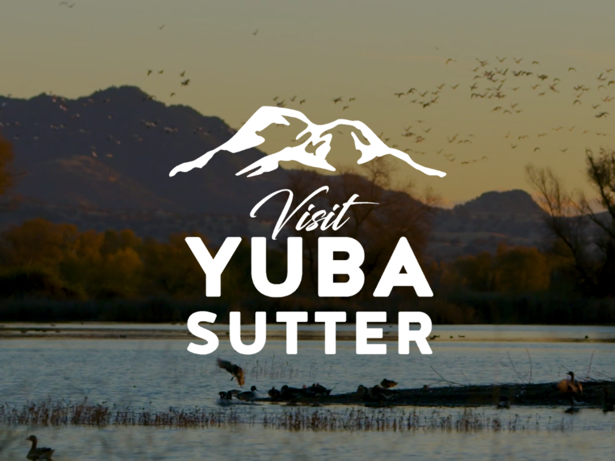 YSLA Branscript Video