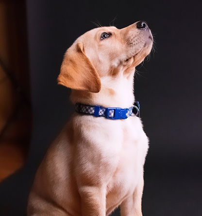 Chew Blue