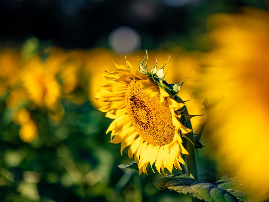 Avon, Ohio - Sunflower24