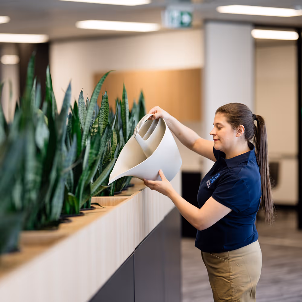Just Clean Crew team member with a ponytail watering snake plants indoors using a large white watering can.