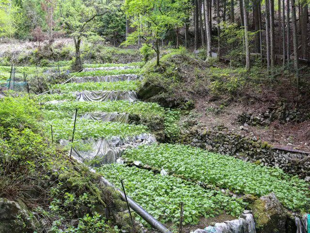 Vườn Wasabi sử dụng lợi thế nước đầu nguồn