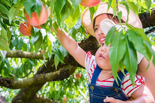 Săn trái cây theo mùa