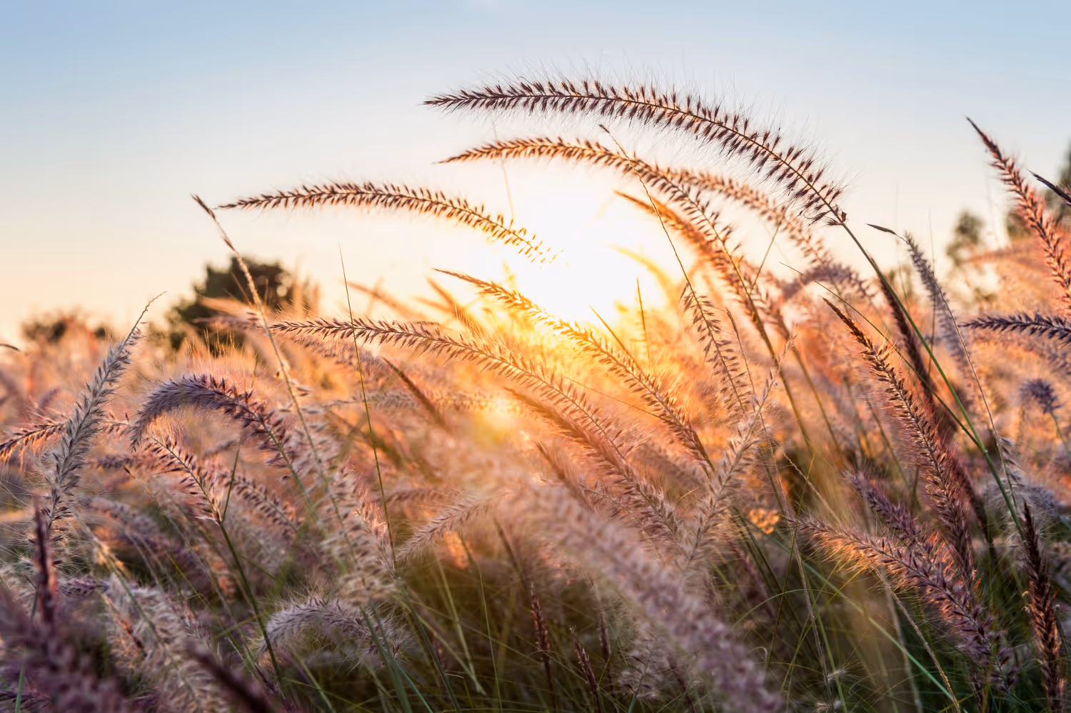 Herbes hautes scintillant au coucher du soleil dans un champ naturel.