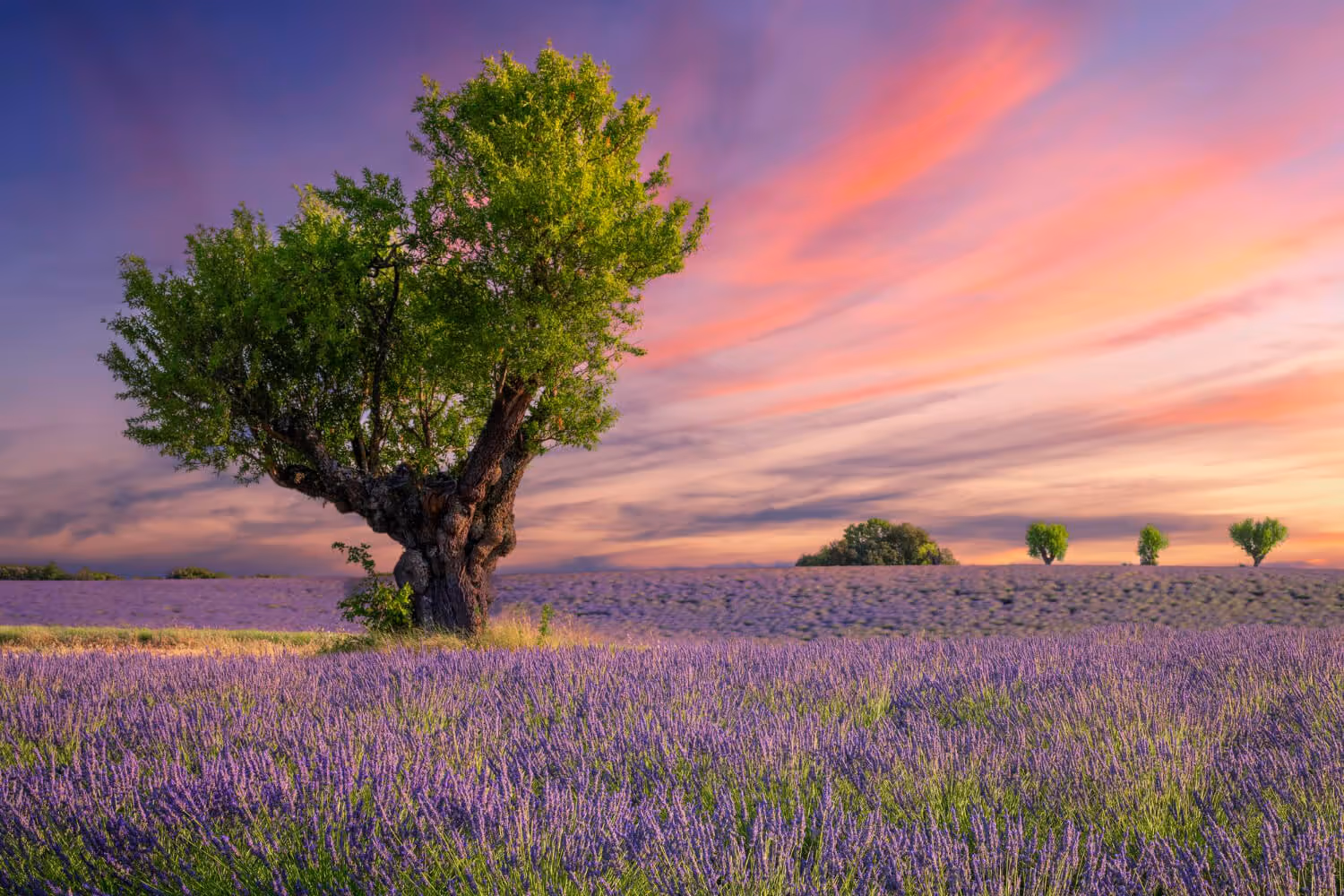 Lavender field at sunset with a large green tree in the foreground and a colorful pink and purple sky.