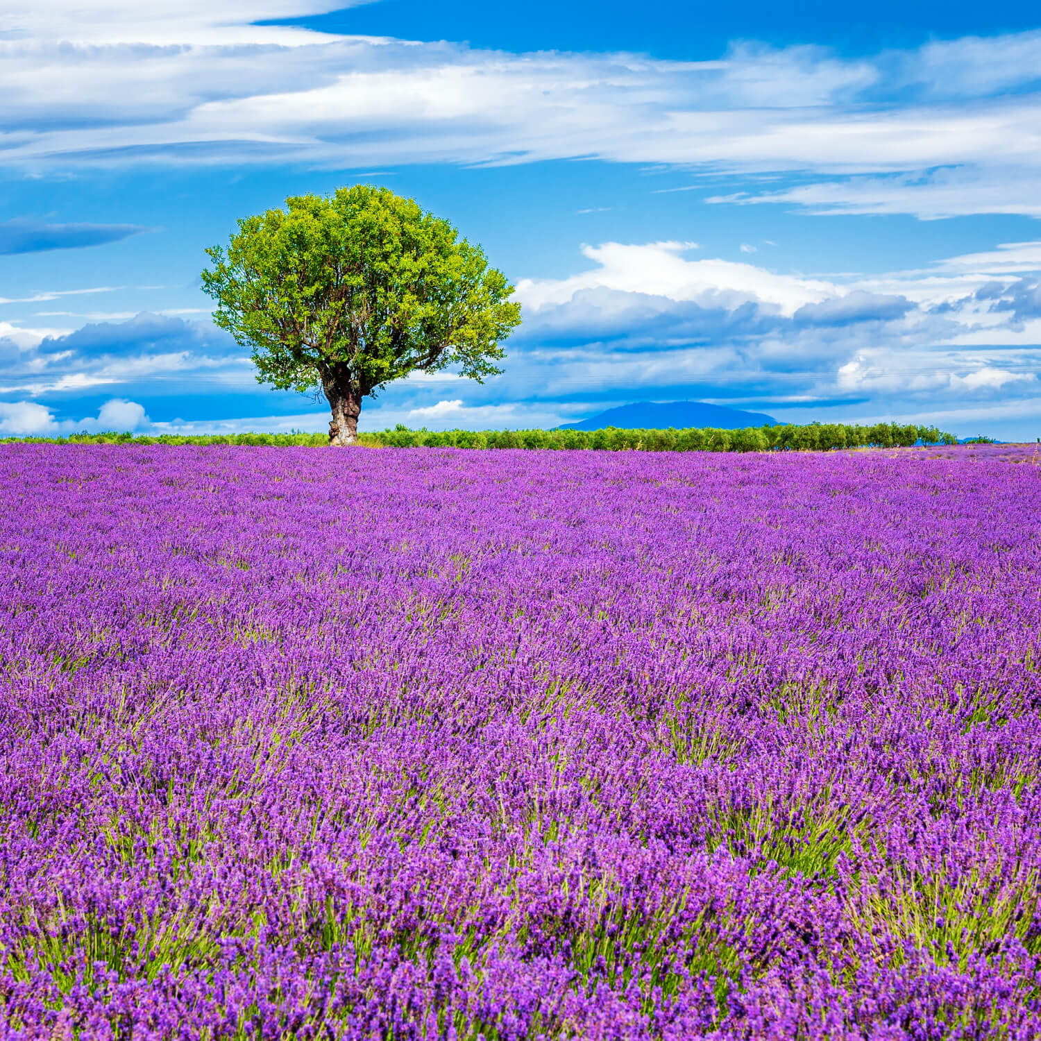 Stratégies d’investissement : Les 4 étapes indispensables pour construire un portefeuille performant