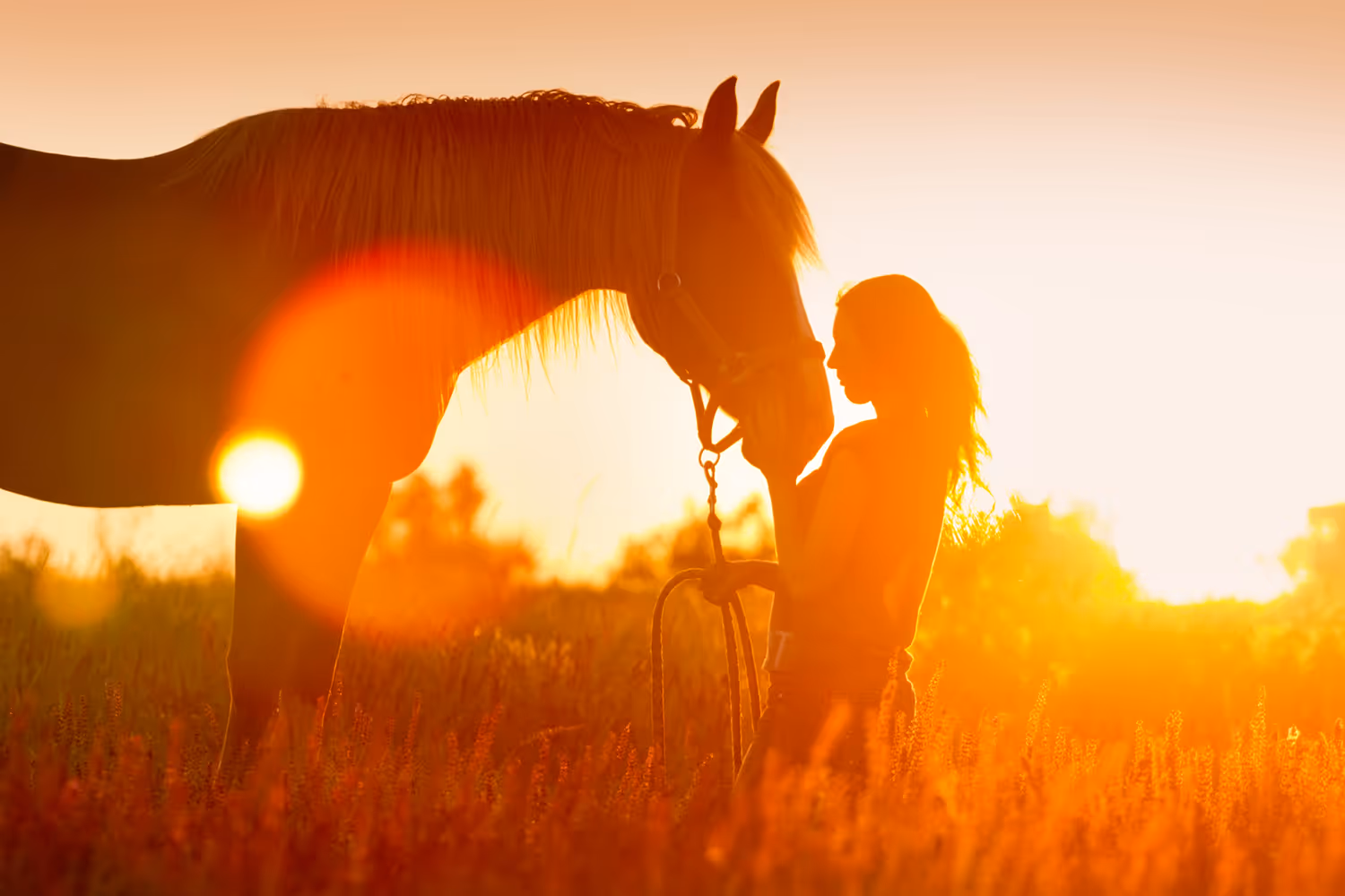 Silhouette d'une femme caressant délicatement la tête d'un cheval dans un champ au coucher du soleil.