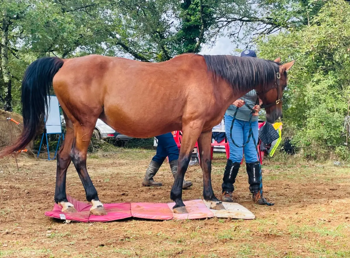 Cheval marron debout sur un tapis rose et beige dans un environnement extérieur avec une personne tenant la longe du cheval.