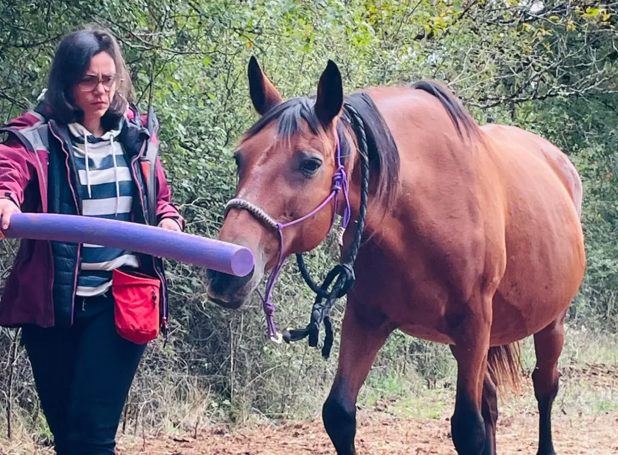 Femme en veste rouge tenant un tube en mousse violet devant un cheval brun avec un licol violet, dans un paysage boisé.