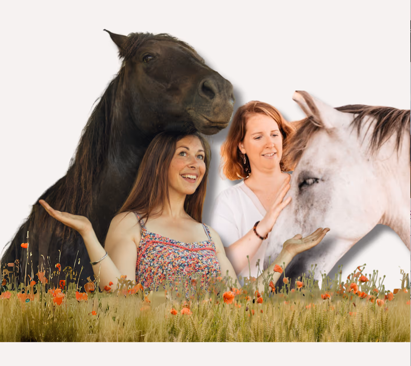 Deux femmes souriantes interagissent avec un cheval noir et un cheval blanc dans un champ de blé parsemé de coquelicots.