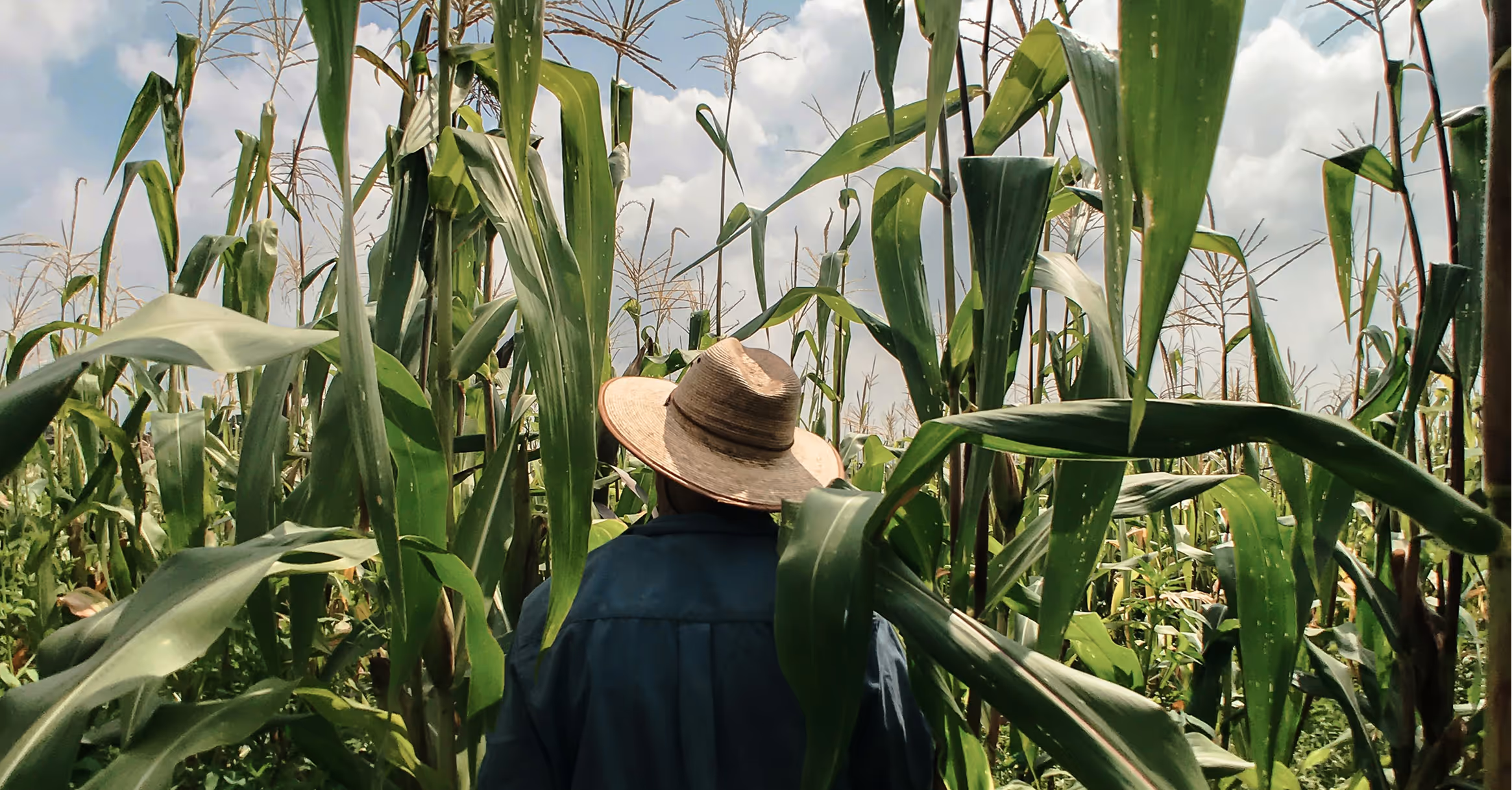 person with their back turned in a cornfield