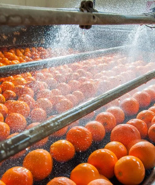 orange production