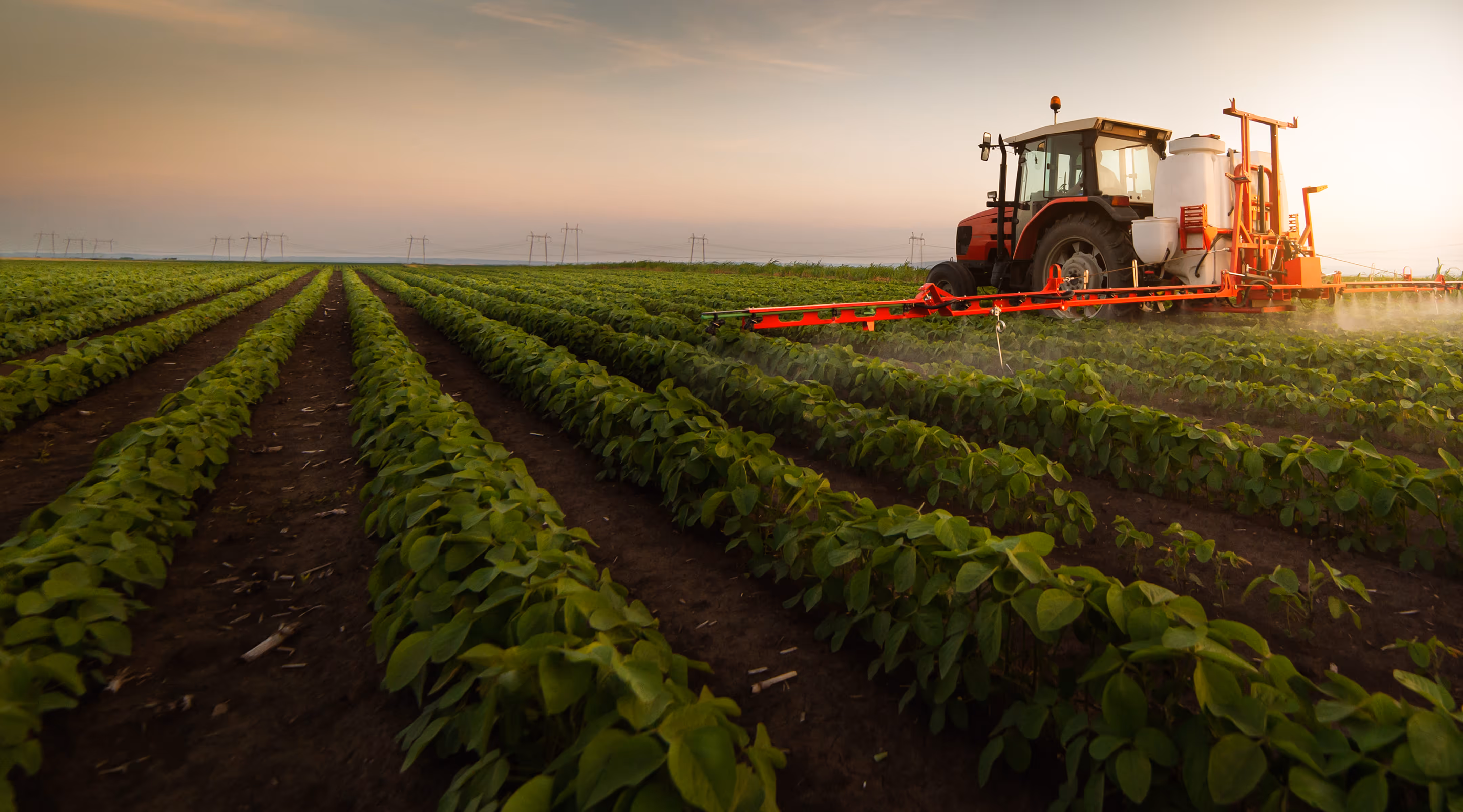 Red tractor spraying crops in a green field at sunset.