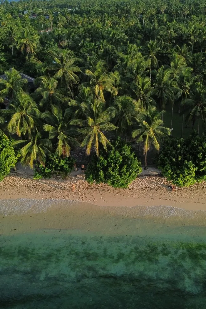 Aerial view of a tropical beach with clear turquoise water, sandy shore, and dense palm trees.
Patrick Zilke In Siargao