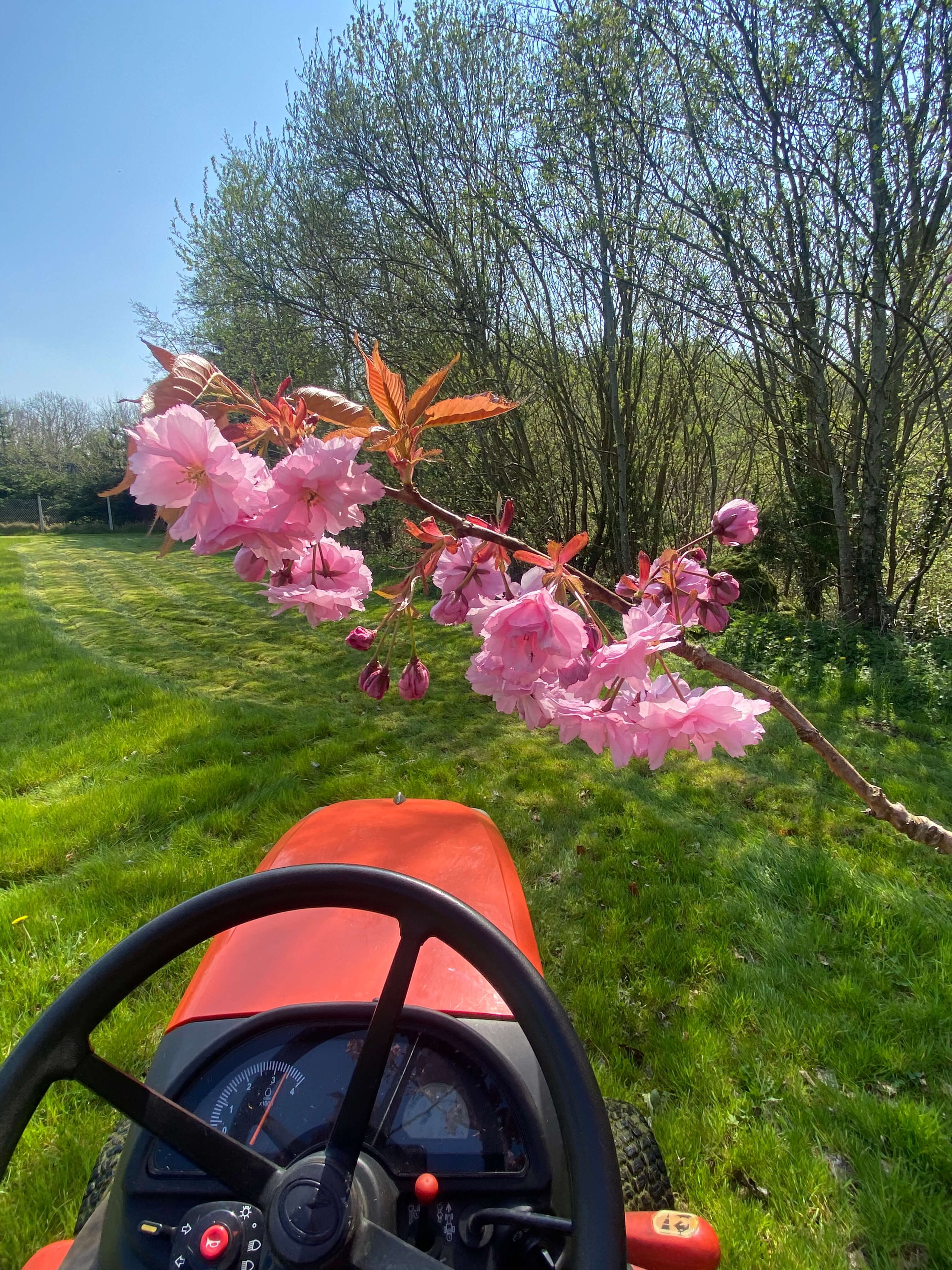 Pink cherry blossoms branch hanging over the front of a red lawn tractor in a grassy yard with trees in the background.