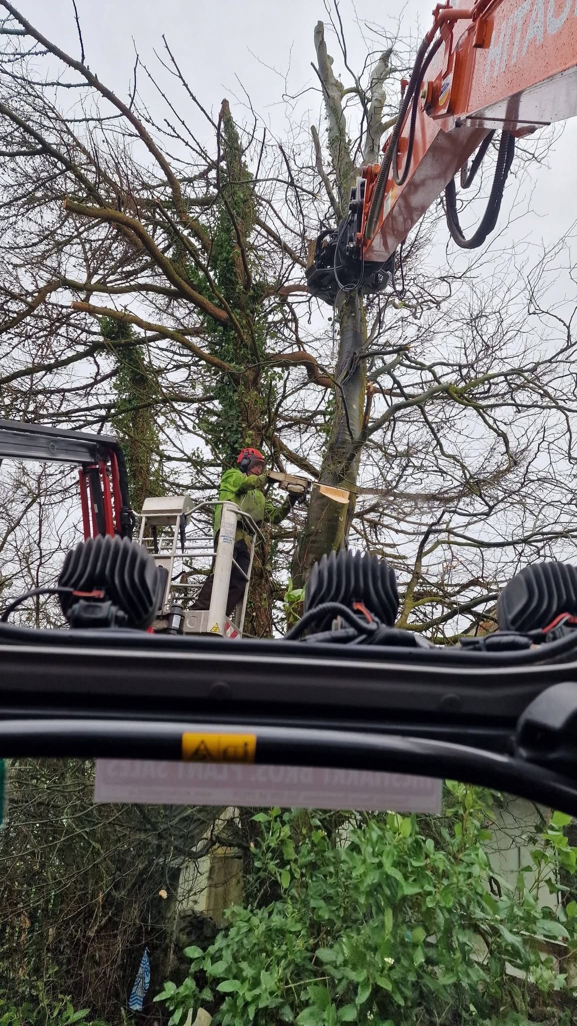 Tattooed person wearing a red shirt cutting a large tree trunk with an orange and white STIHL chainsaw, wood chips flying.