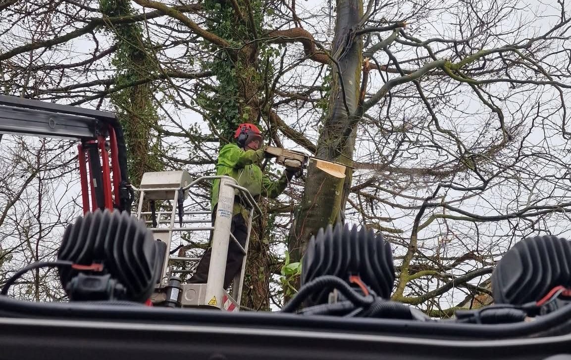 Worker in green helmet using an orange chainsaw to cut thick tree branches covered in moss and leaves.