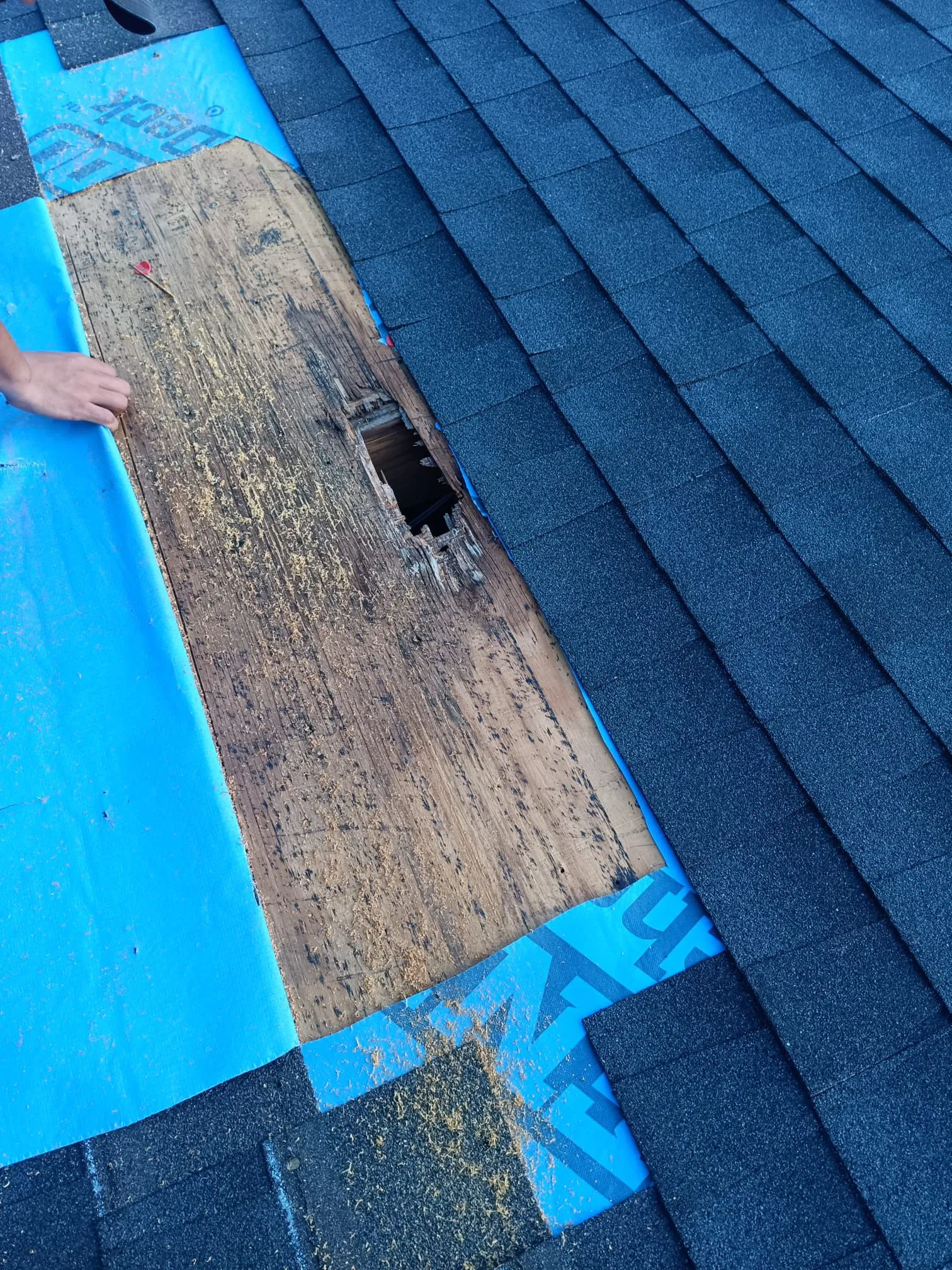 Roof with dark asphalt shingles partially removed, revealing damaged wooden sheathing with a hole and blue underlayment beneath.