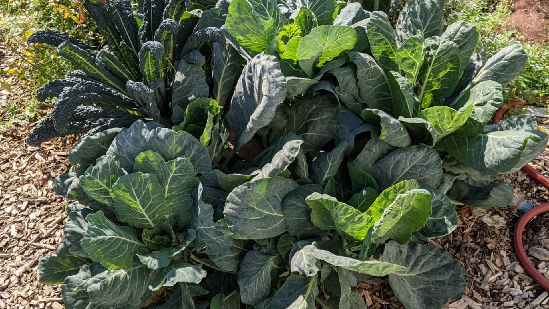 Collards growing on Daniels Spectrum Green Roof