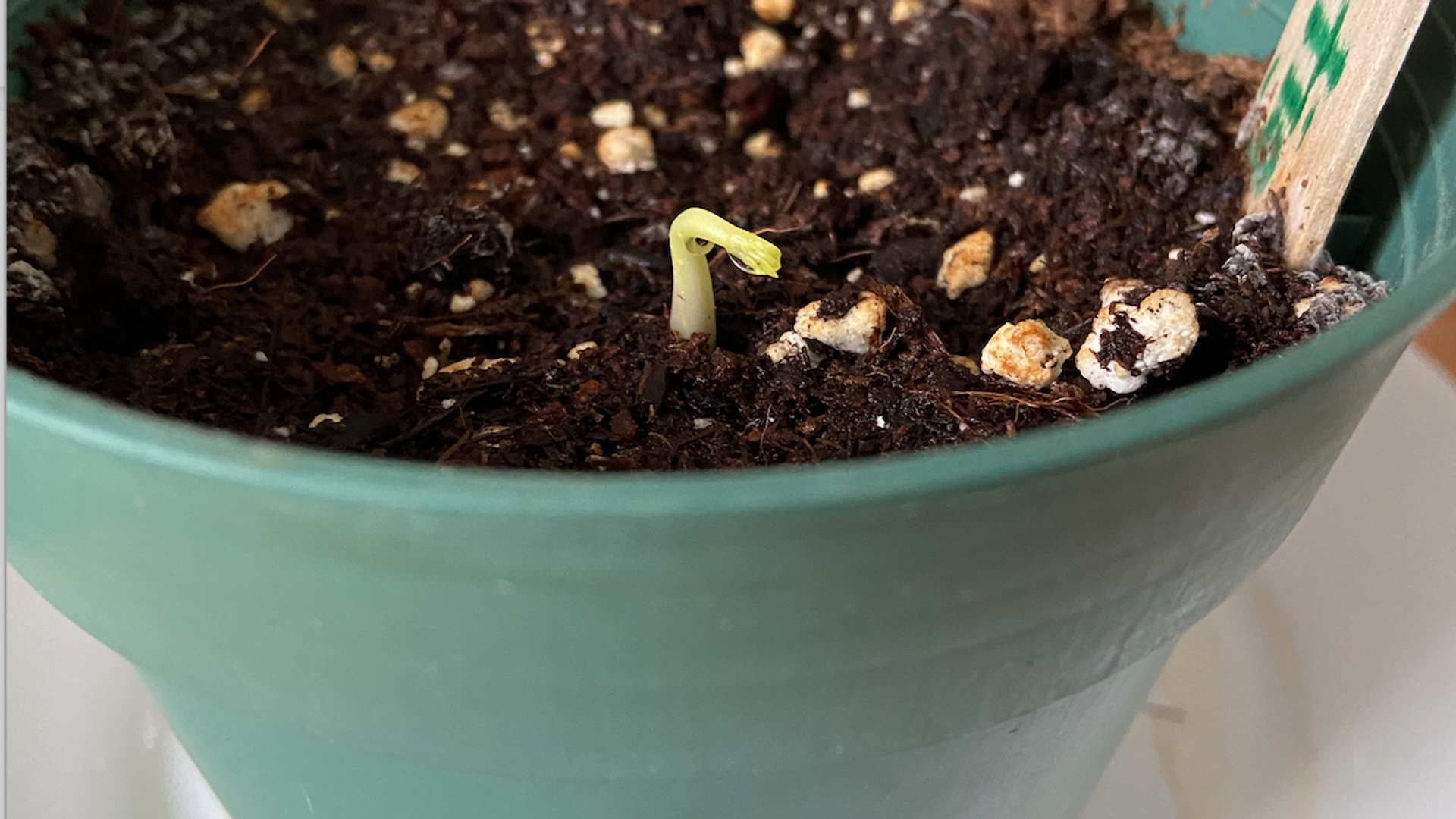 Little sprout in a pot