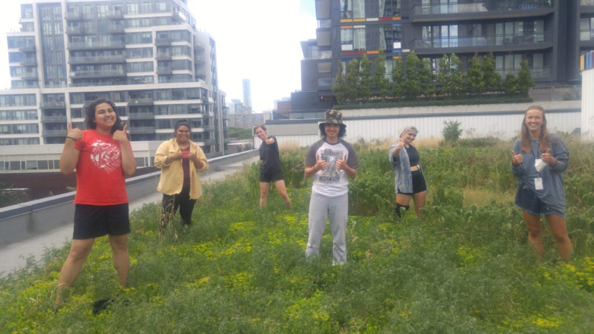 Six summer staff on green roof at CSI Regent Park