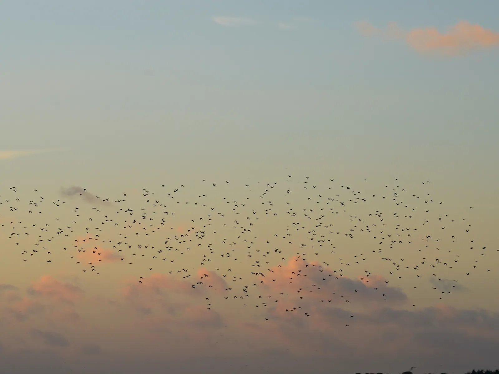 Vogelschwarm am Abendhimmel über dem Golfplatz