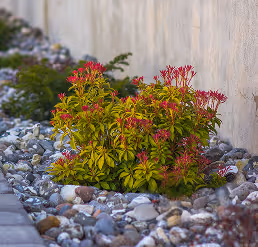 Grüner Strauch mit roten Blüten wächst zwischen grauen Steinen an einer Betonwand.