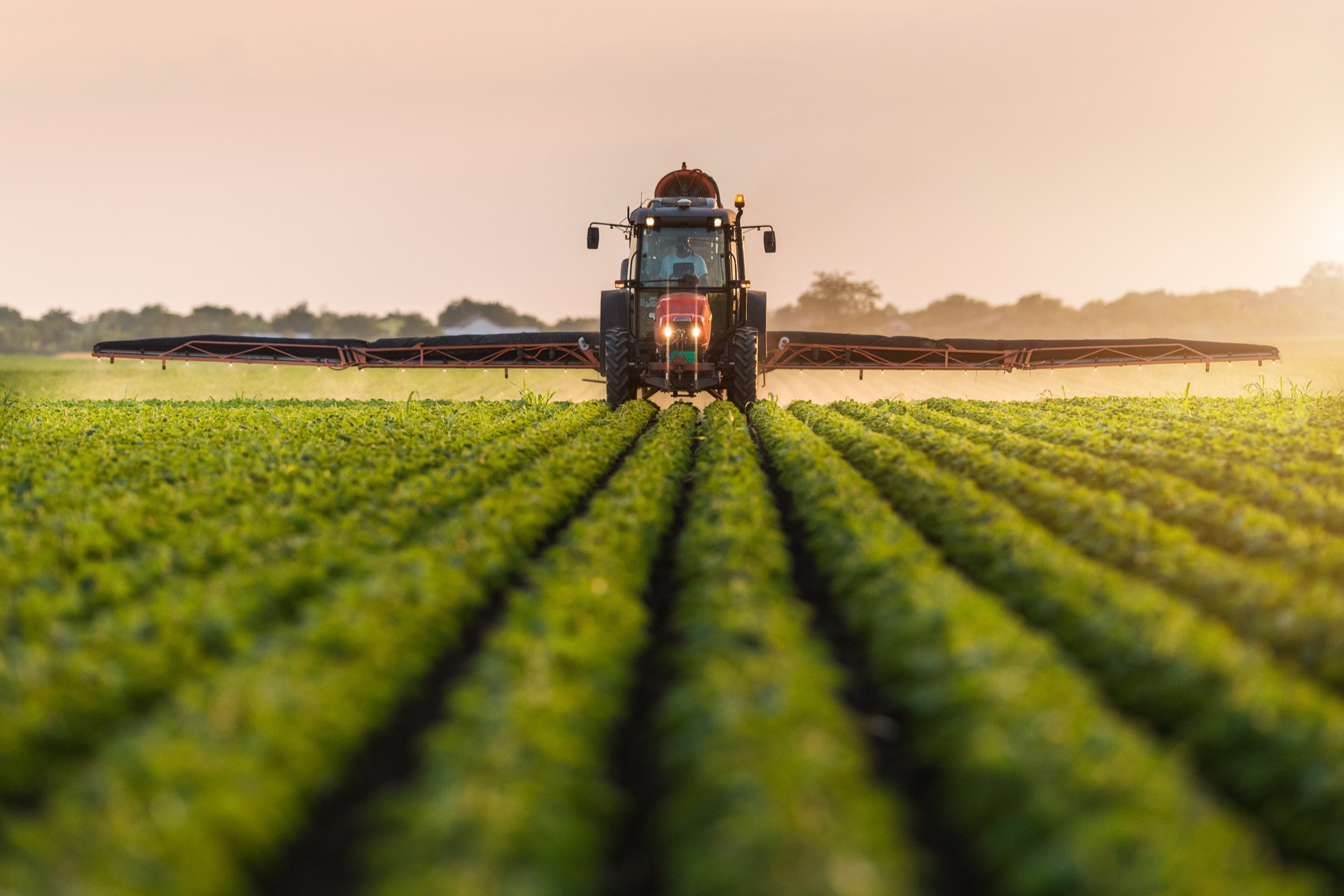 Tractor spraying rows of crops in a green field