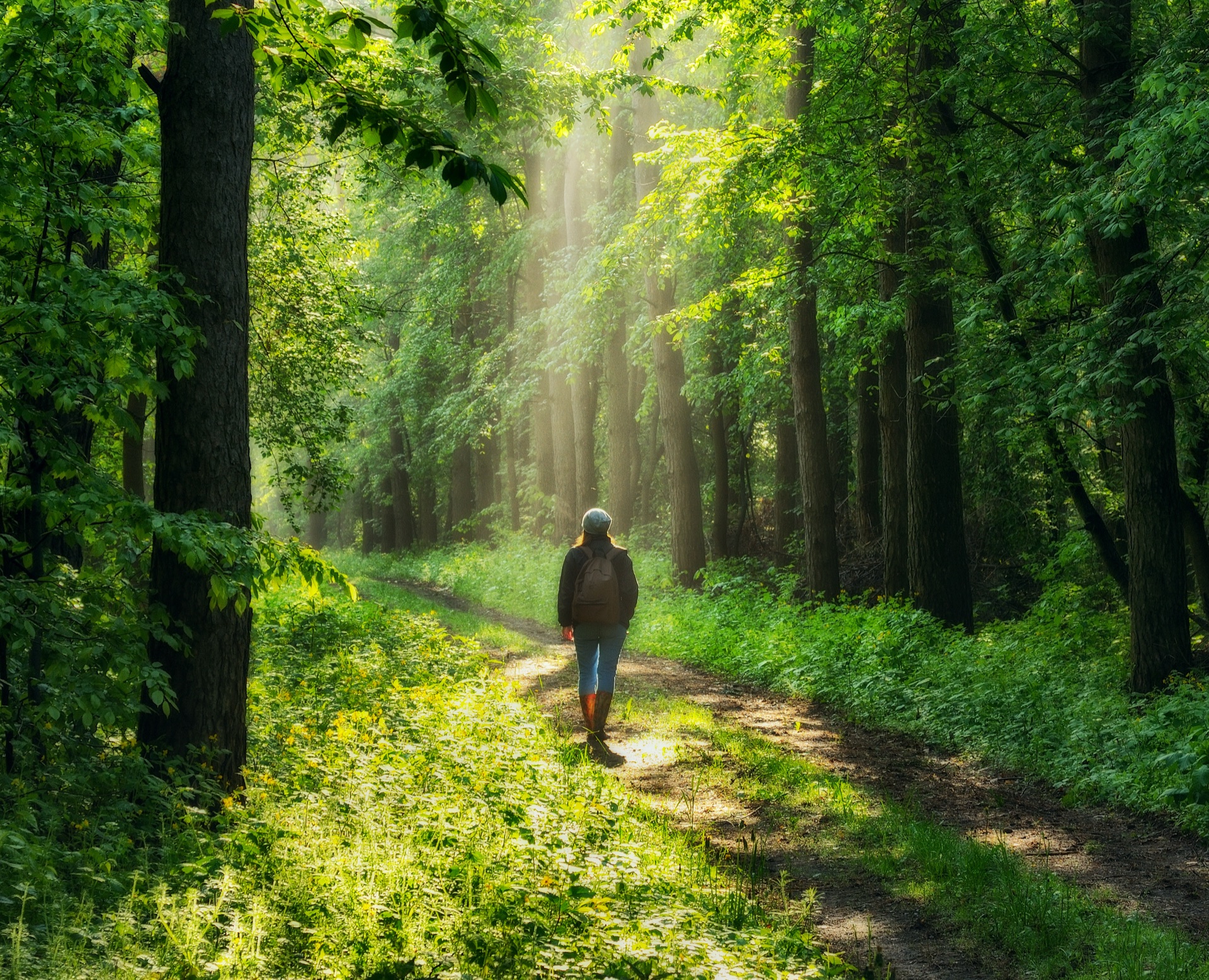 Person walking along a sunlit forest path