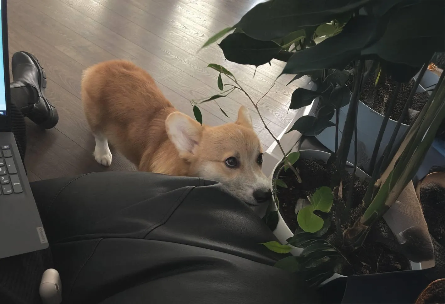 Adorable low-angle shot of a fluffy corgi puppy with perky ears and curious expression peeking over the edge of black leather couch or bed; black dress shoes and man's legs visible nearby, large green potted plants in blue pots on shiny wooden floor in modern home interior.