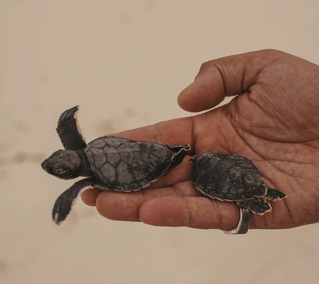 Close-up of a hand holding two small baby sea turtles with a sandy background.