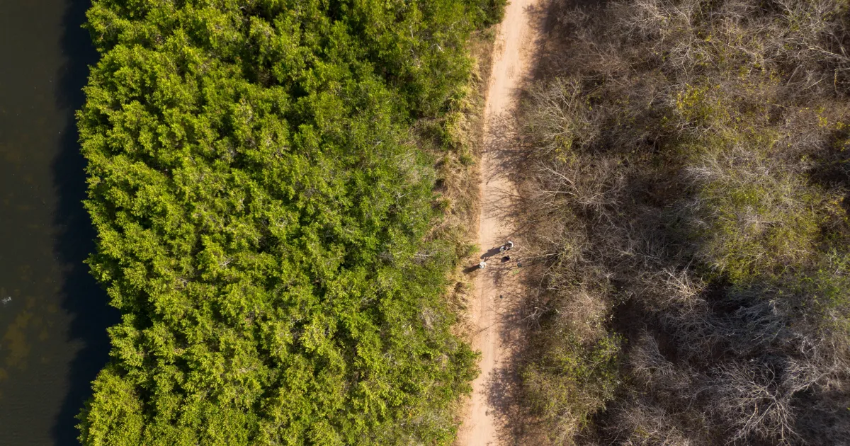 Vista aérea de un camino entre un bosque frondoso verde y un área de árboles secos, con dos personas caminando.