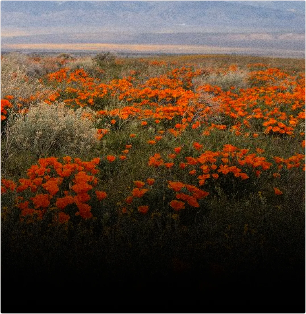 Field of orange wildflowers under a cloudy sky at sunset.