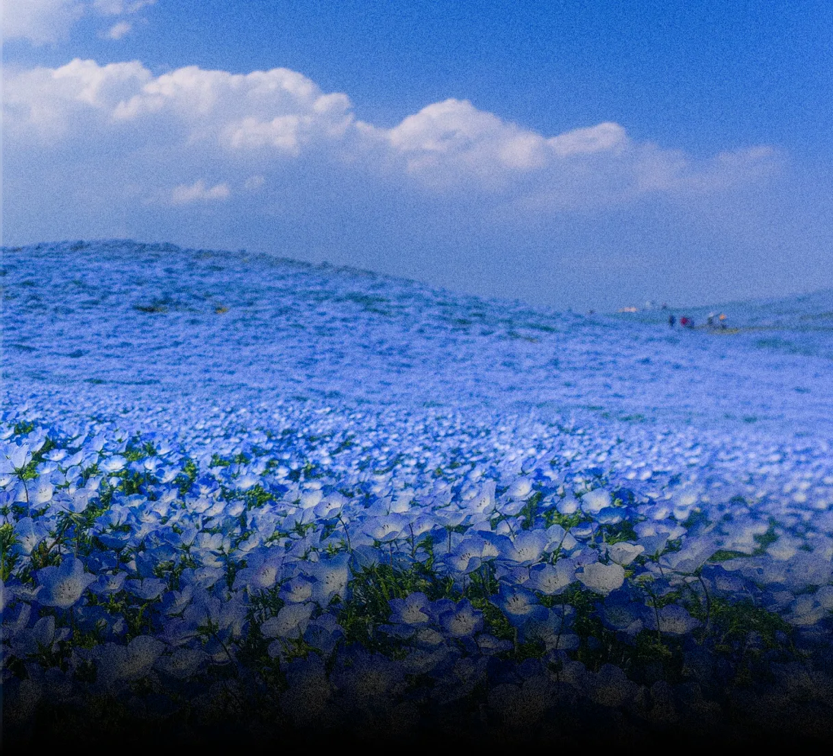 Expansive field covered in blooming blue flowers under a partly cloudy blue sky.