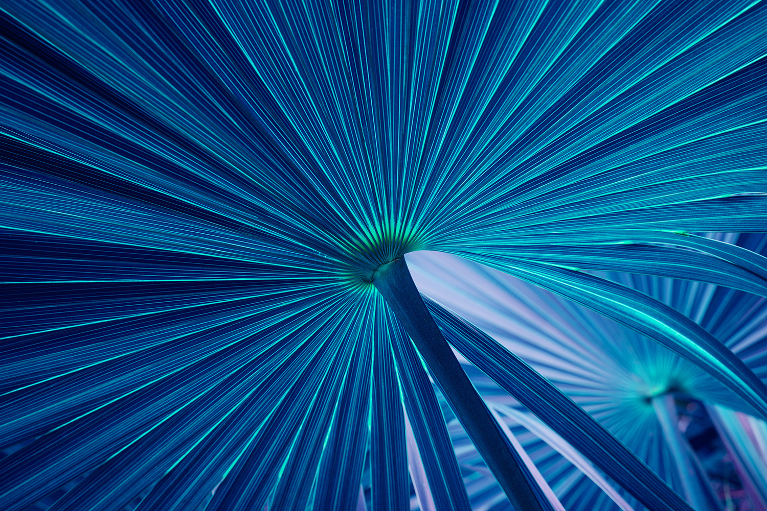 Close-up of blue-tinted fan palm leaves with radiating lines and textures.