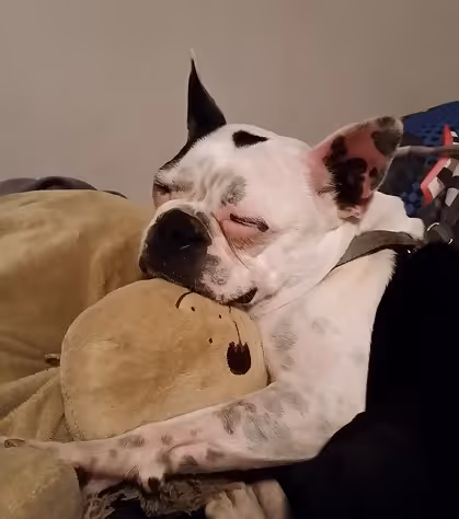 A black and white dog peacefully sleeps, hugging a plush toy. The soft lighting and relaxed pose convey a warm, cozy atmosphere of comfort.