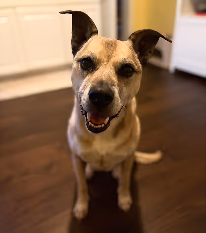 A happy brown dog with upright ears sits on a wooden floor, looking up with a joyful expression. The background features white cabinets and warm lighting.