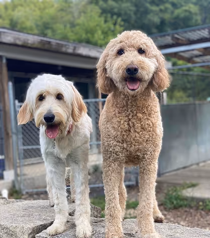 Two fluffy dogs, one cream and one light brown, stand happily on a stone surface with tongues out. Background shows greenery and a building, conveying joy.