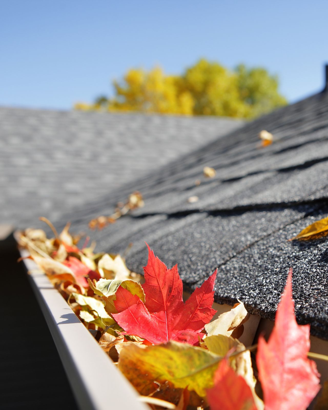 rain gutter filled with fallen autumn leaves