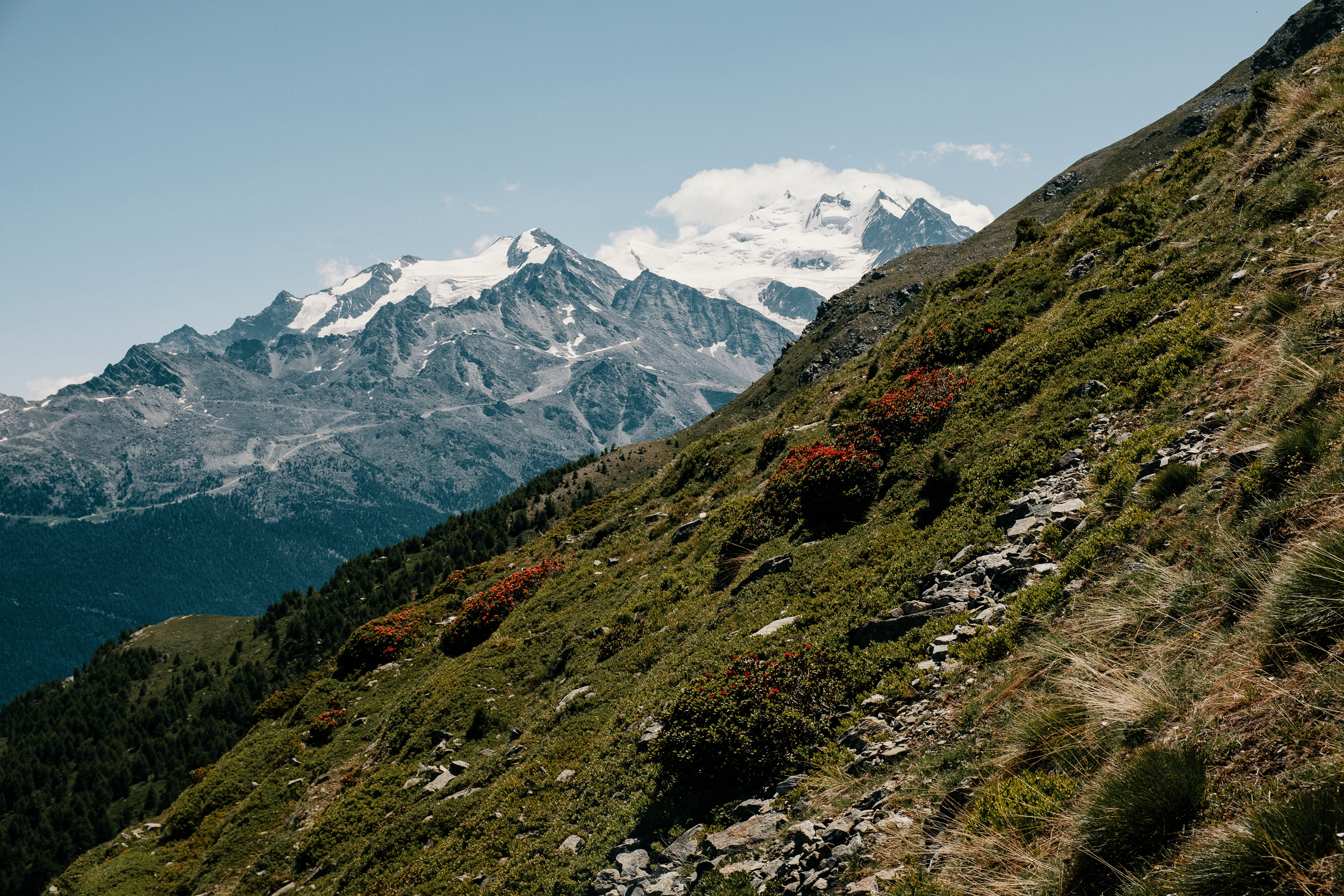 Aussicht Moosalpregion mit schneebedeckten Gipfeln und grünen Hängen mit roten Blumen unter klarem Himmel.