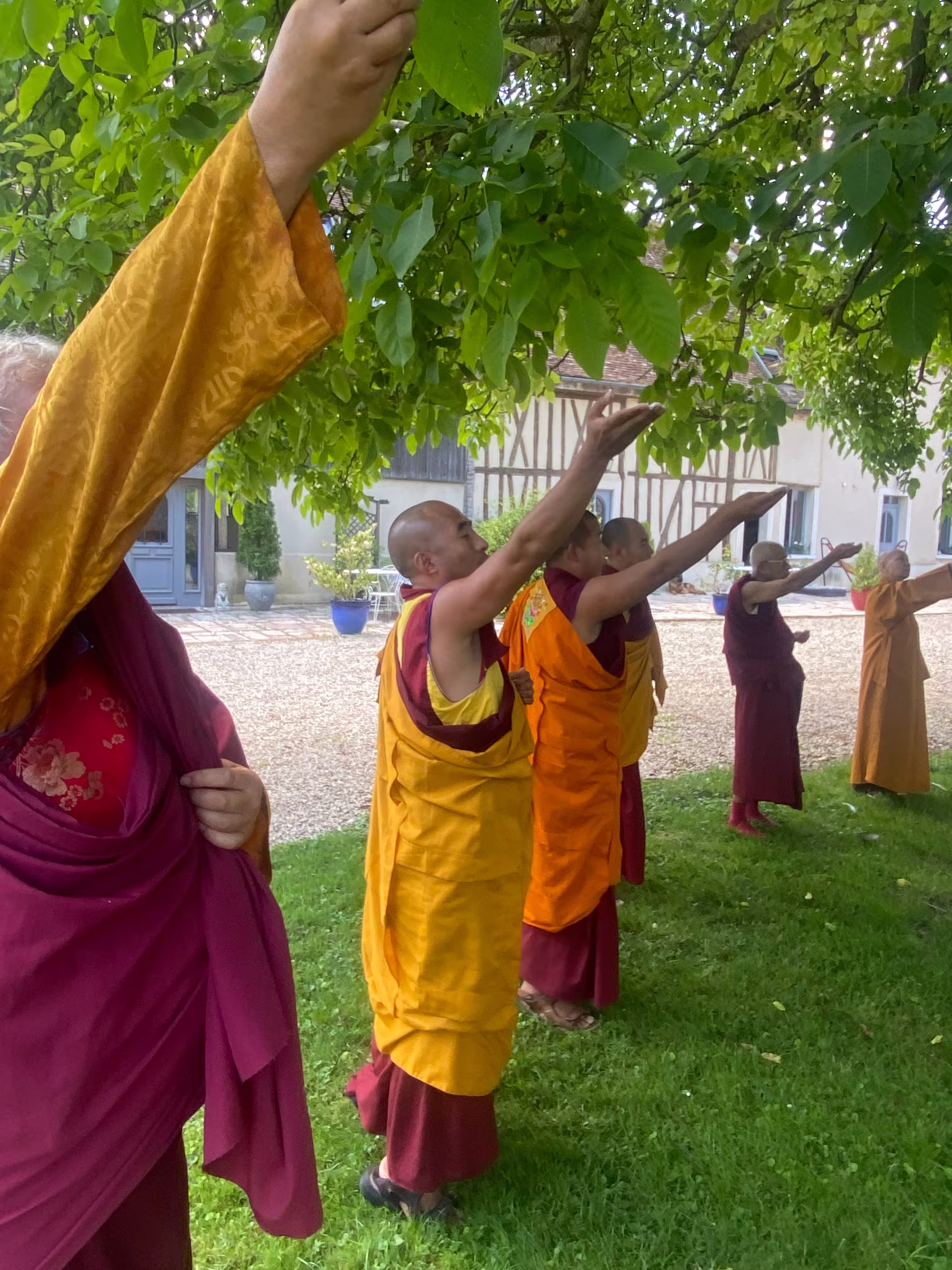 Group of Buddhist monks in yellow and maroon robes standing on grass under a tree with arms raised, near a building.