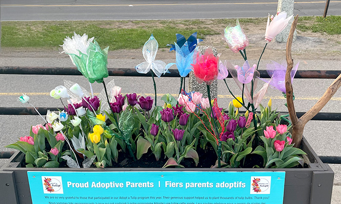 Tulip festival.jpg