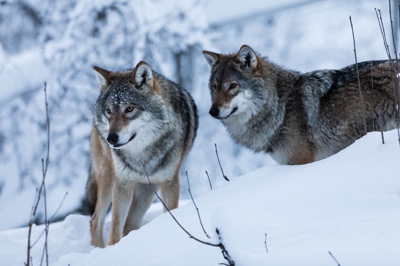 Two wolves in the snow