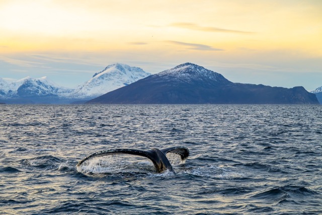 Whale in the sea in front of mountains