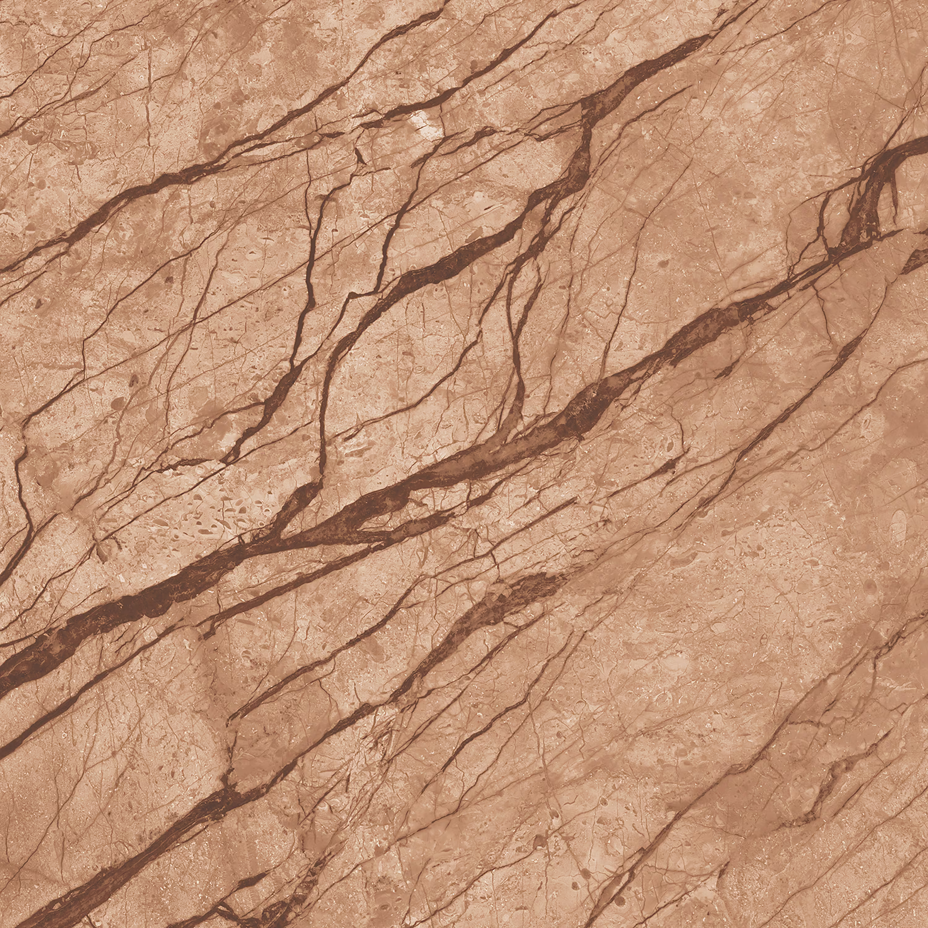 Anatomy Brown