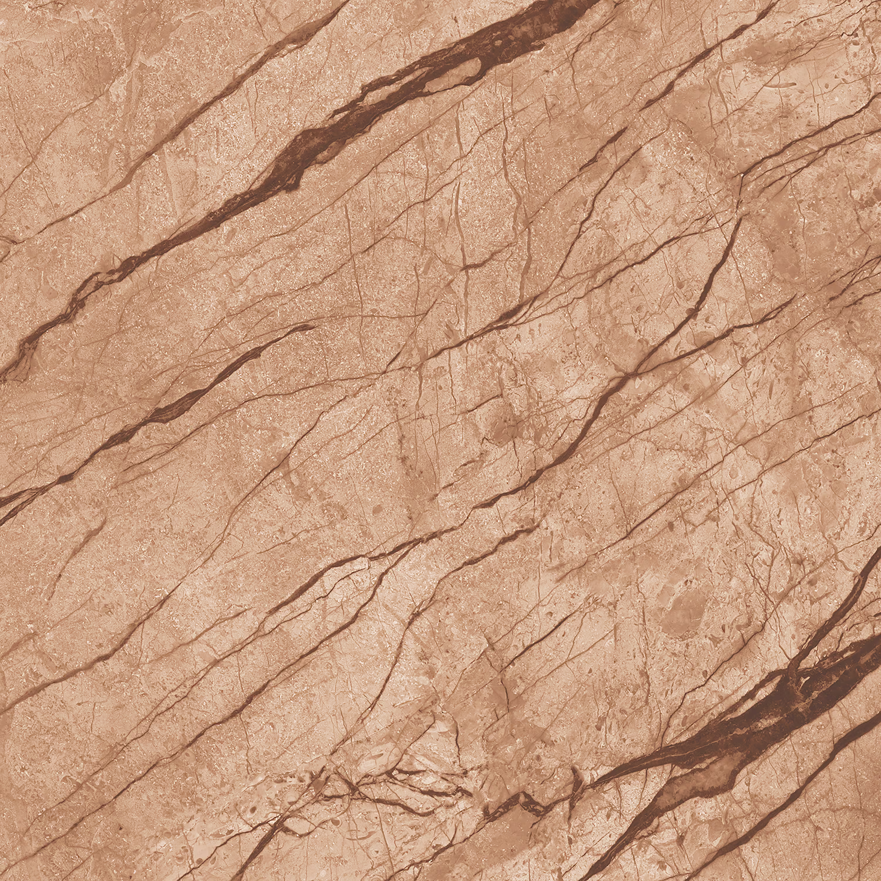 Anatomy Brown